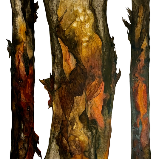 Sydney Red Gum - Summer Light