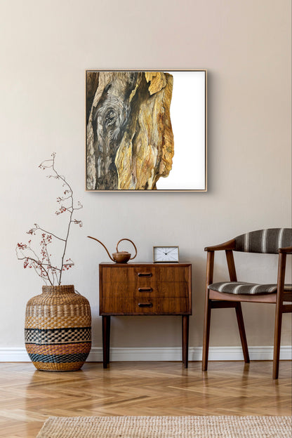 Whispers in the layers - Paperbark Tree
