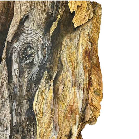 Whispers in the layers - Paperbark Tree